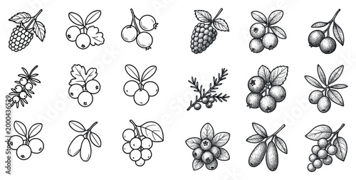 Botanical icons with berries leaves sketch