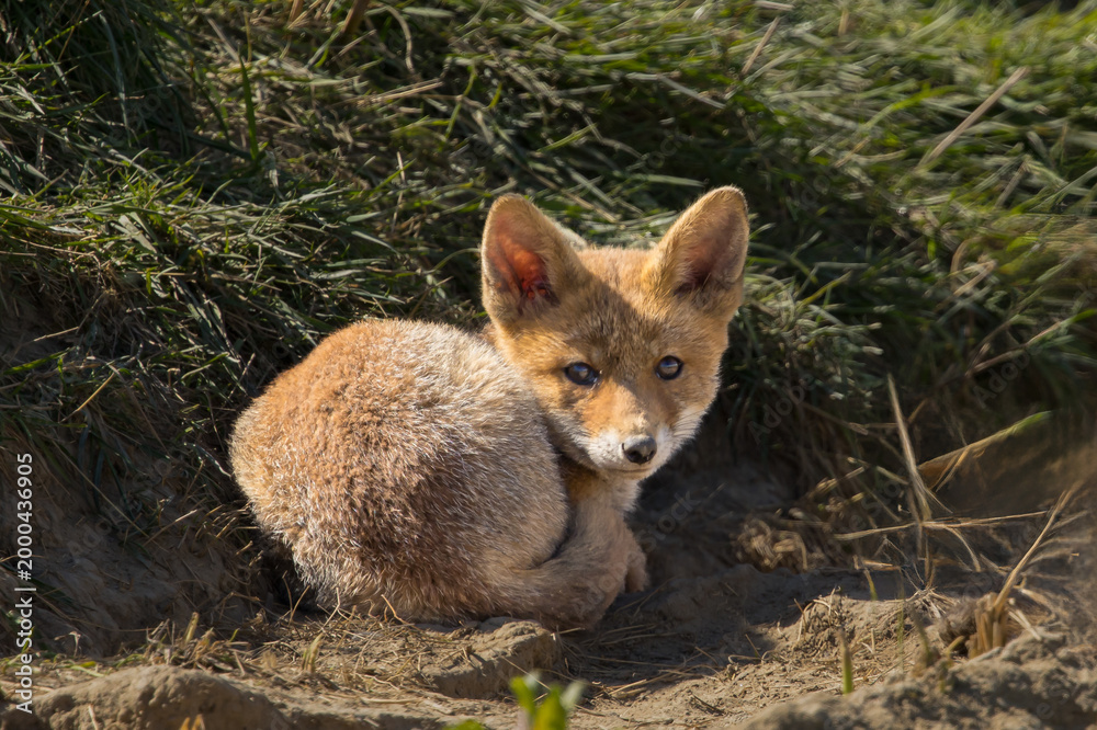 Fototapeta premium Red fox cub/cubs in nature on a sunny spring day