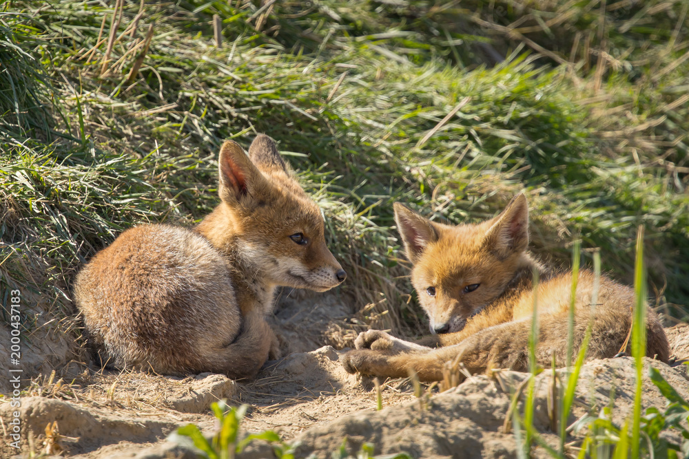 Fototapeta premium Red fox cub/cubs in nature on a sunny spring day