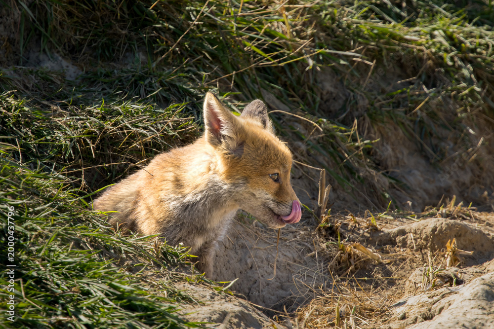 Fototapeta premium Red fox cub/cubs in nature on a sunny spring day
