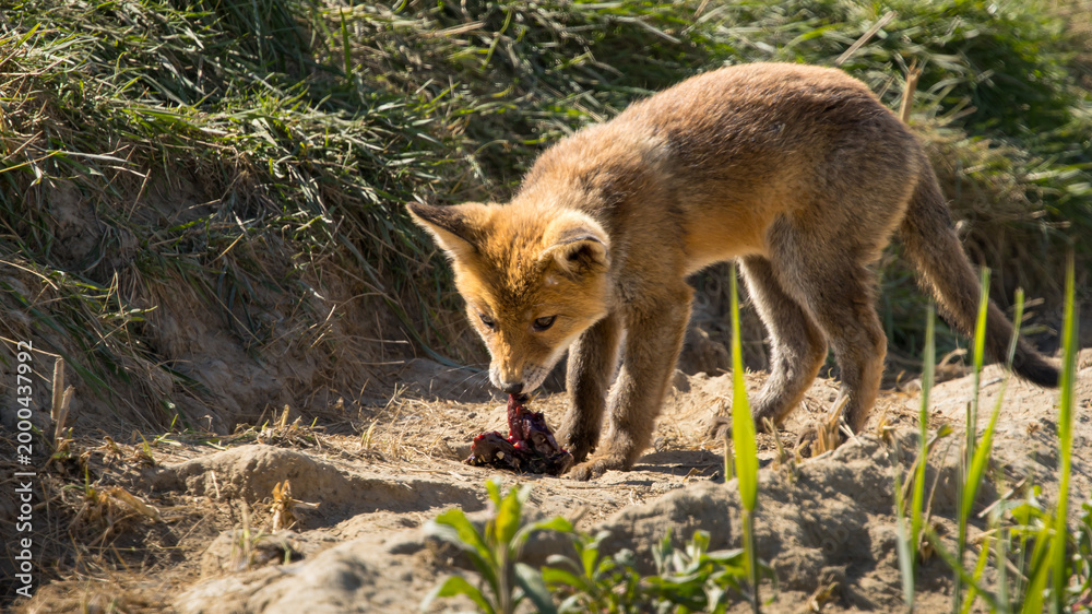 Fototapeta premium Red fox cub/cubs in nature on a sunny spring day