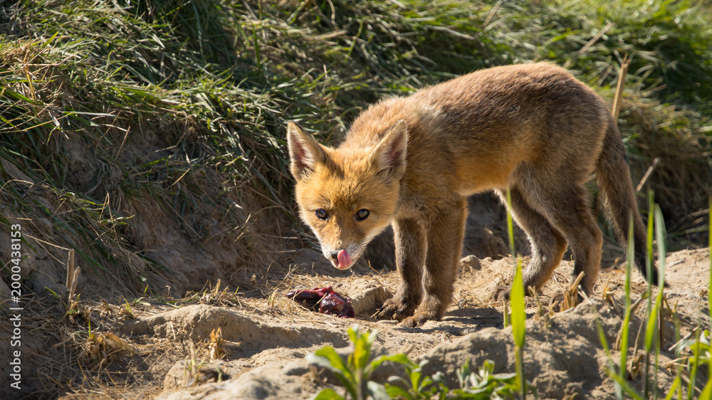 Fototapeta premium Red fox cub/cubs in nature on a sunny spring day