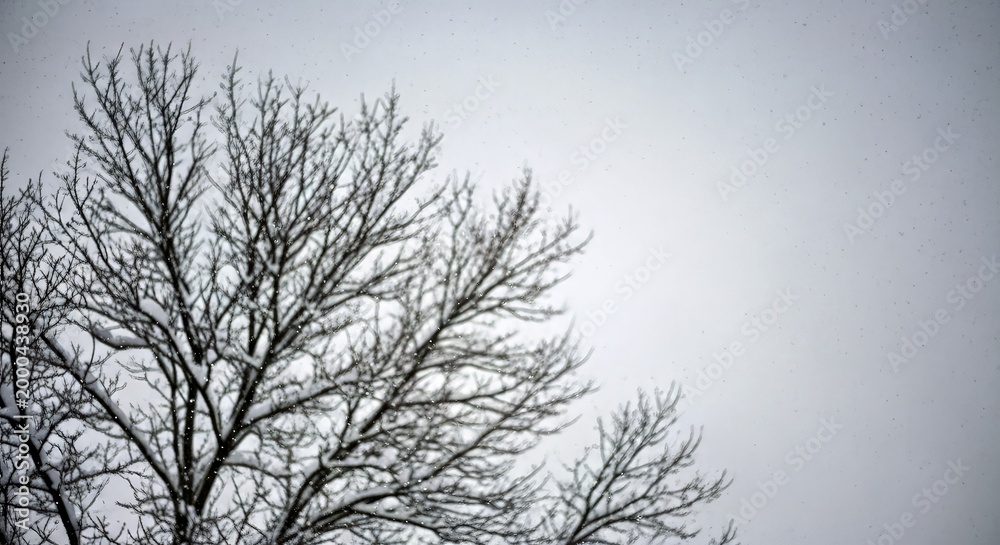 Obraz premium Bare Tree Branches Against Cloudy Winter Sky Serene Winter Landscape Stock Photo