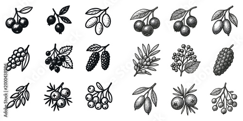 Botanical icons with branch berry leaf engraved sketch