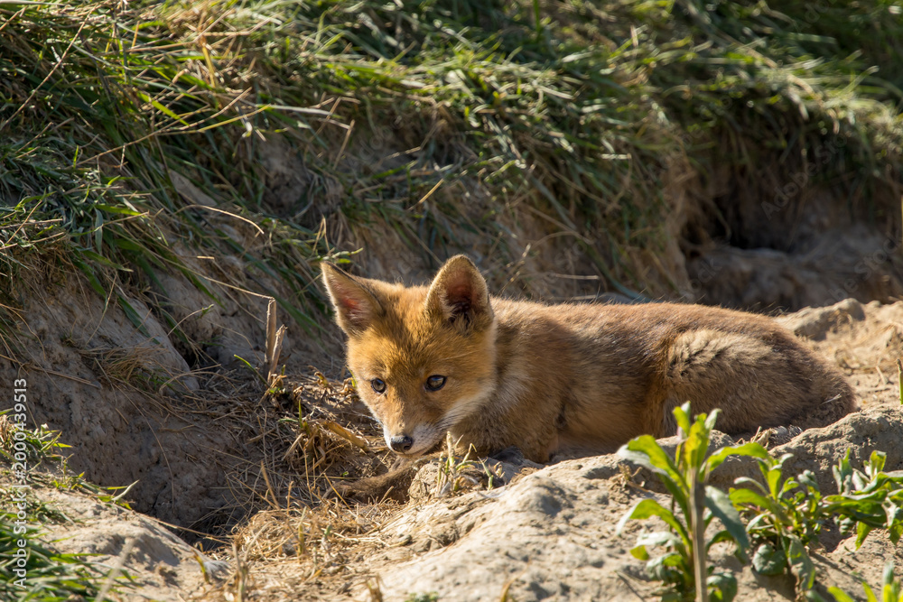 Fototapeta premium Red fox cub/cubs in nature on a sunny spring day