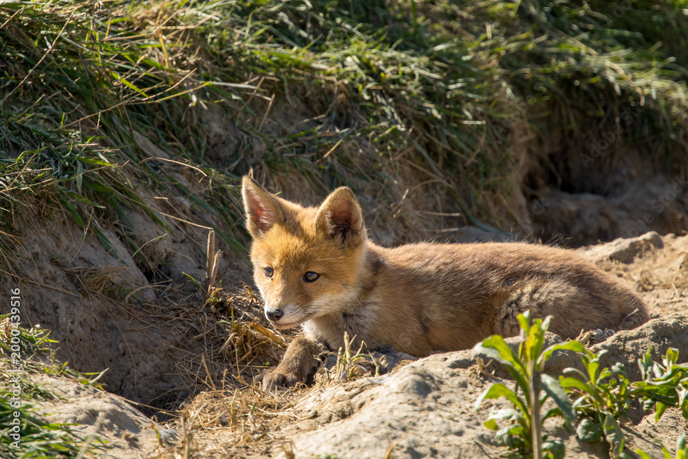 Fototapeta premium Red fox cub/cubs in nature on a sunny spring day