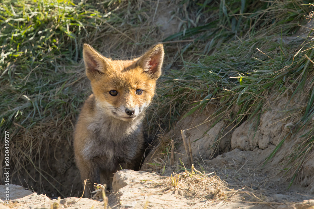 Fototapeta premium Red fox cub/cubs in nature on a sunny spring day