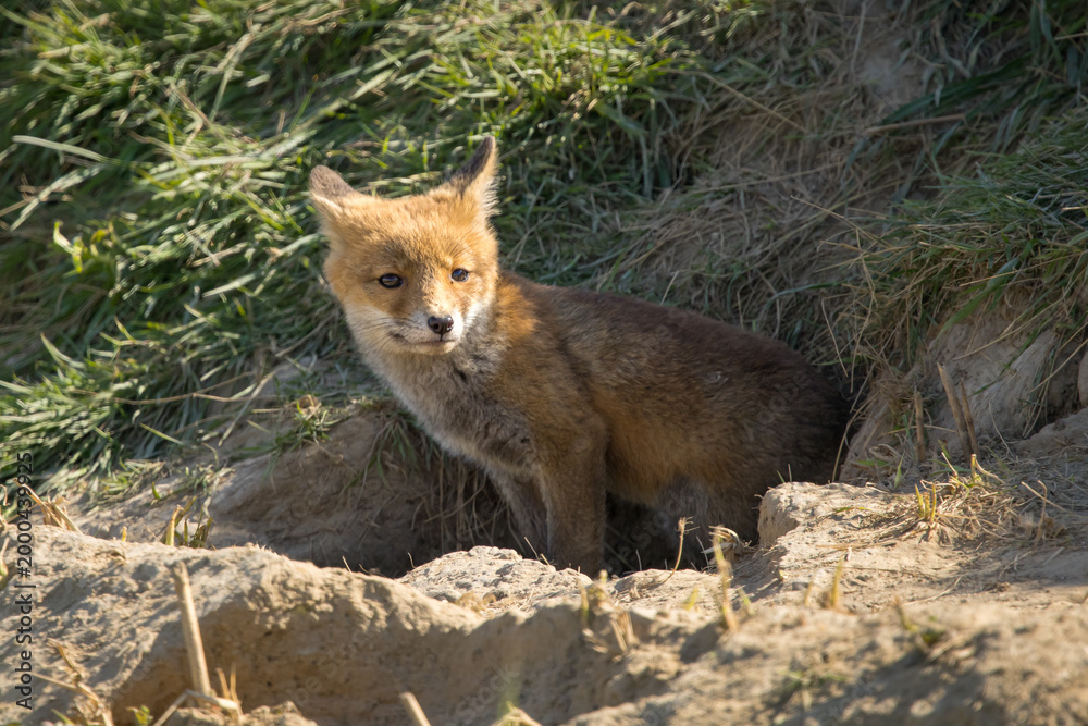 Fototapeta premium Red fox cub/cubs in nature on a sunny spring day