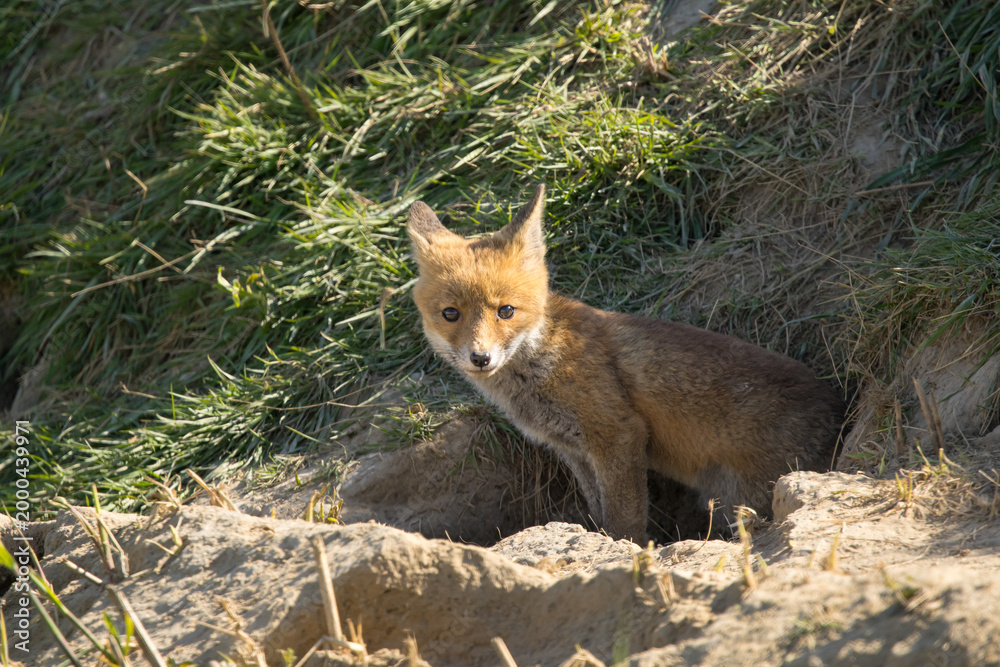 Fototapeta premium Red fox cub/cubs in nature on a sunny spring day