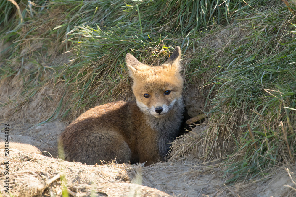 Fototapeta premium Red fox cub/cubs in nature on a sunny spring day