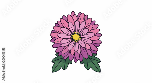 A stylized illustration of a blooming chrysanthemum flower with pink and purple petals