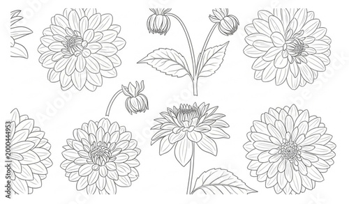A set of elegant hand-drawn vector line illustrations featuring multiple dahlia flowers in different bloom stages. Each flower is drawn with fine ink-style outlines, showing layered petals, circular f