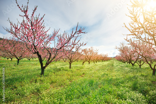 Peach Orchard in Bloom: Rows of Blossoming Trees in Spring Field
