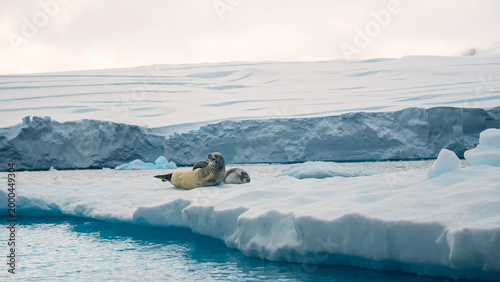 Quadro su tela A Weddell seal resting comfortably on a white ice floe in the cold Antarctic wat