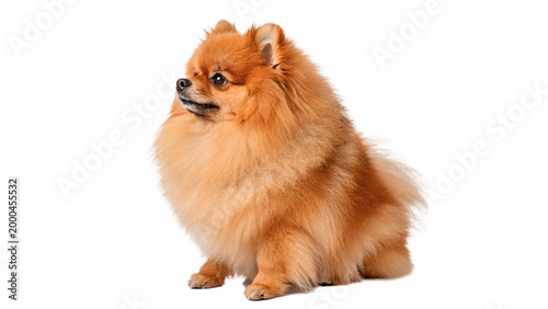 Bild auf Leinwand Pomeranian dog sitting and looking to the side isolated on transparent backgroun