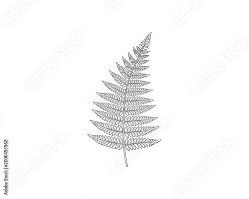 elegant hand-drawn fern leaf illustration isolated on white background for botanical design