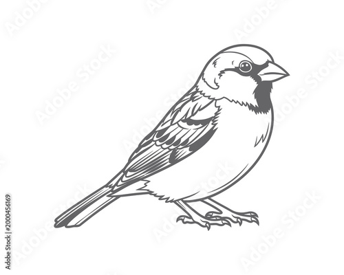 Detailed line art illustration of a white-crowned sparrow perched on a bare branch in winter