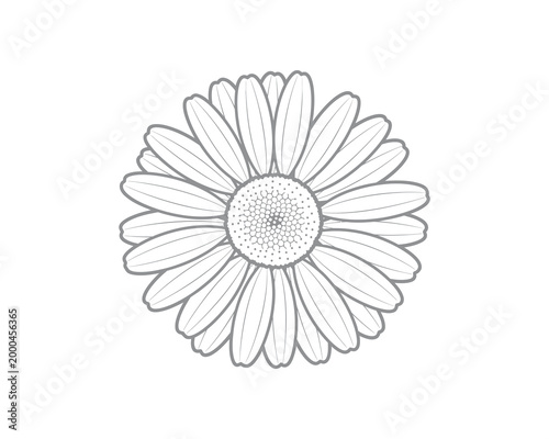hand drawn white daisy flower illustration isolated on clean background minimalist design
