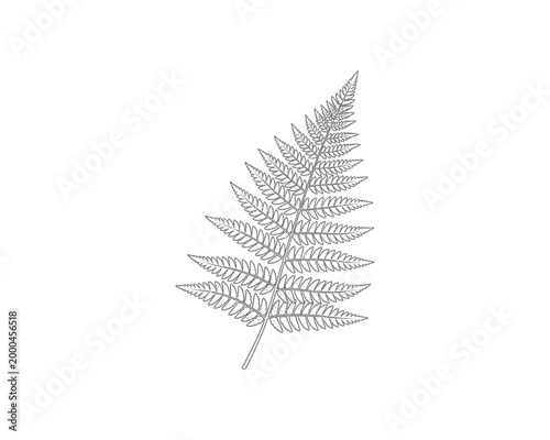 minimalist line art fern leaf illustration isolated on white background