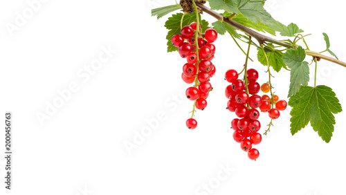Photos Fresh red currants hanging from a branch isolated on transparent background