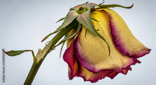 wilted rose flower with an elegant yet somber mood representing beauty in decay against a neutral background