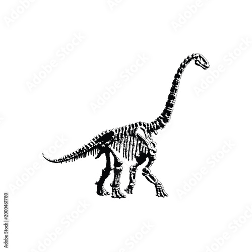 black and white illustration of a hand drawn dinosaur skeleton in grunge style, vintage art vector