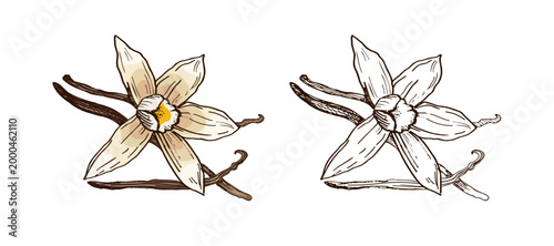 Hand drawn vintage sketch of vanilla orchid flower with pods set in color and monochrome botanical illustration