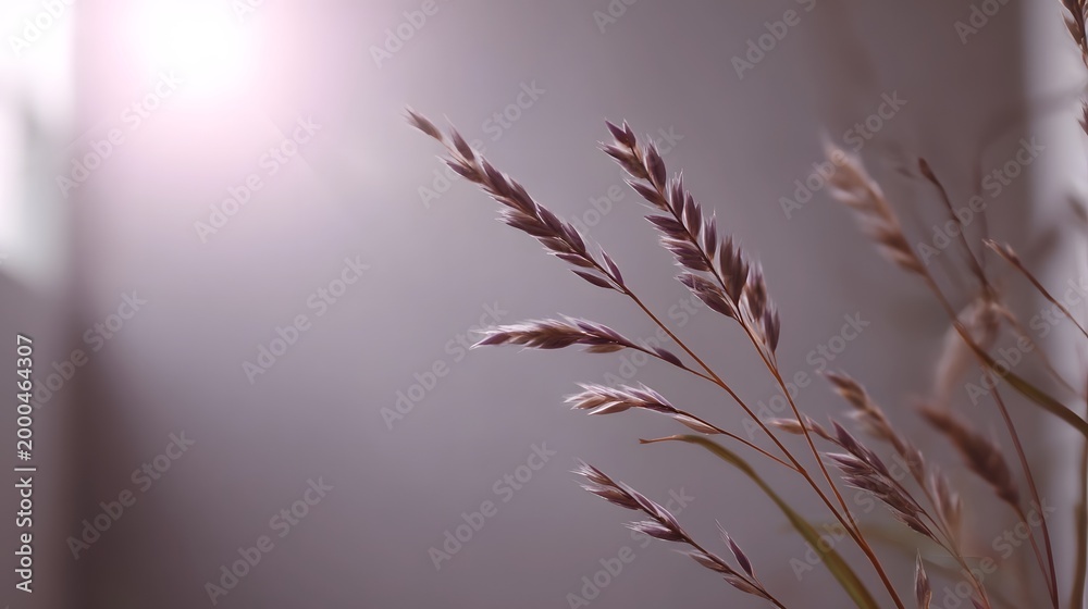 Obraz premium Delicate dried wheat stalks glowing against a soft luminous background illuminated by a natural sun flare