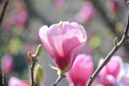 Vibrant pink saucer magnolia flower blooming in the sunlight during beautiful spring season garden day