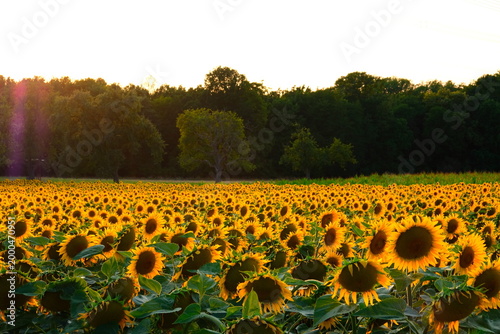 Sonnenblumenfeld