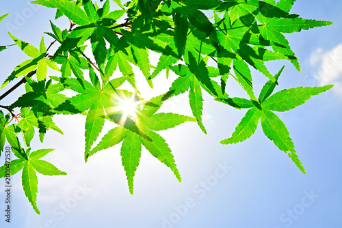 新緑の紅葉の葉から漏れる太陽の光
