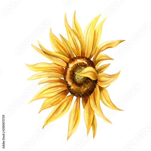Photos Watercolor object yellow sunflower side view
