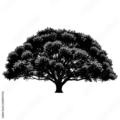 Majestic Oak Tree Silhouette - Full Canopy, Isolated Black and White