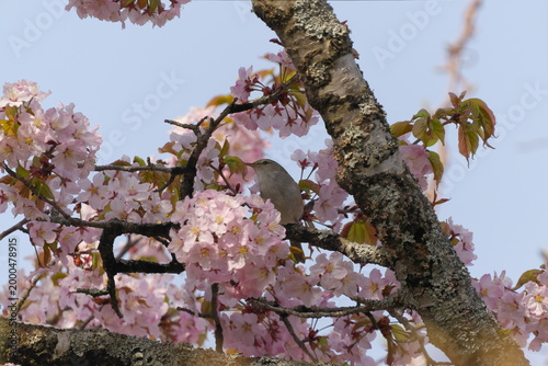 桜とウグイス