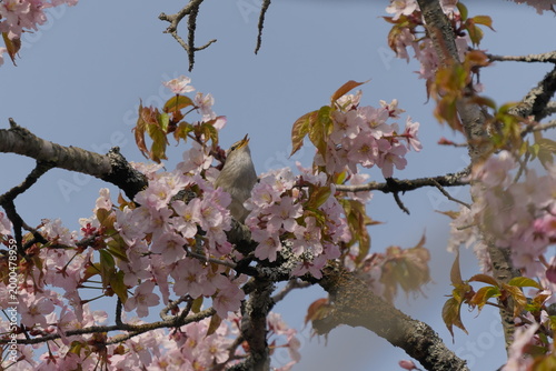 桜とウグイス