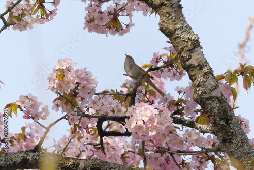 桜とウグイス