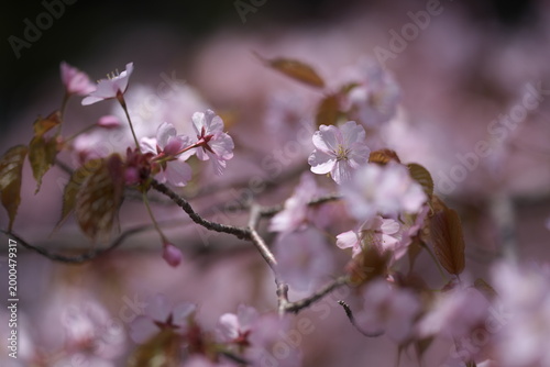 桜