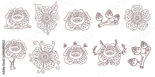 artistic hand drawn illustration set of exotic rafflesia flower species
