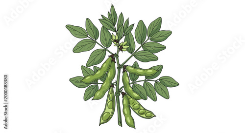 Branch of a pigeon pea plant with green leaves and numerous fresh pods, some open to reveal the peas, illustrating a healthy legume.