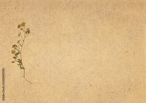 Slika na platnu Floral Herbarium Background with Pressed Wildflower on Old Paper, Clean Layout with Side Negative Space