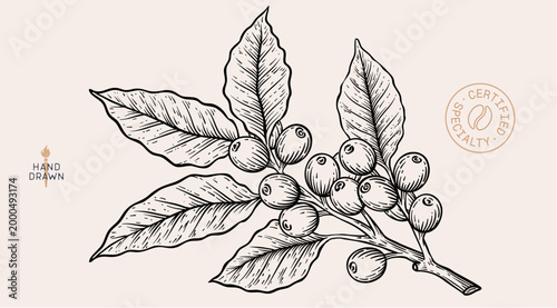Foto Botanical illustration, eco, organic specialty cafe branding