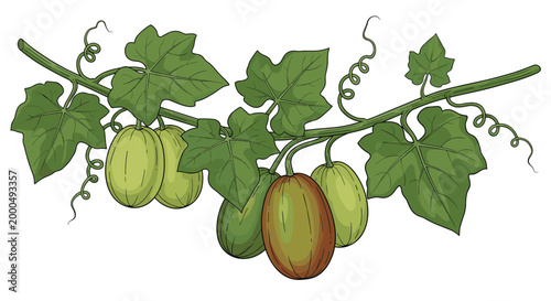 Lush bitter melon vine laden with green fruits and characteristic leaves with tendrils, showcasing a unique tropical vegetable.