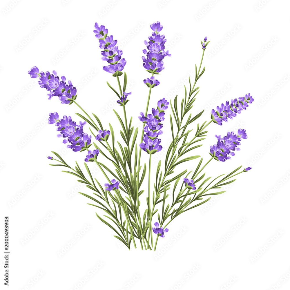 Fototapeta premium Elegant purple lavender bouquet on white, vector illustration