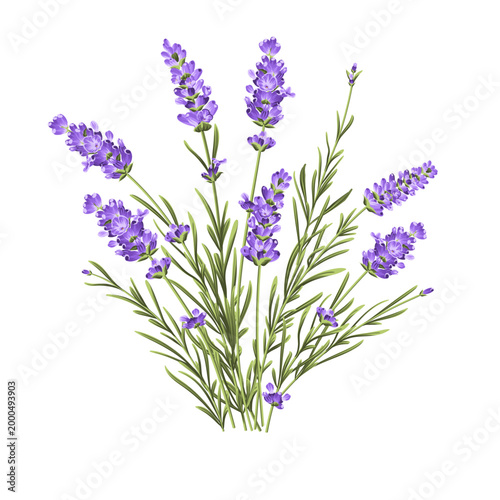 Elegant purple lavender bouquet on white, vector illustration