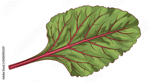 Single vibrant green beetroot leaf with prominent red veins, showcasing a healthy and nutritious leafy green vegetable for culinary uses.