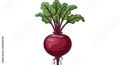 Whole vibrant red beetroot with its leafy green top, showcasing a healthy and nutritious root vegetable known for its earthy sweetness.