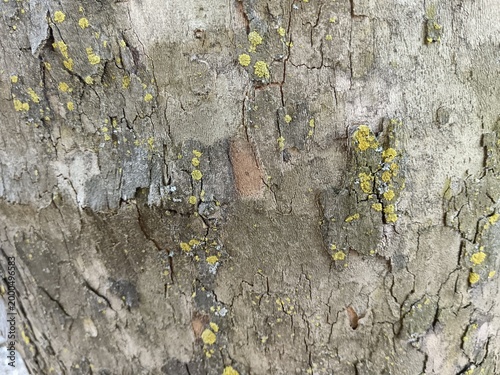 tree bark texture