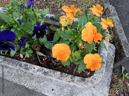 flowers in the garden