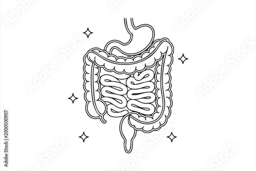 Digestive System Anatomy Icon for Gut Health and Medical Education