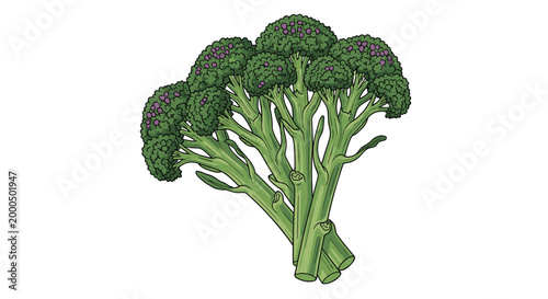 Fresh purple sprouting broccoli with vibrant green stems and purple florets, showcasing a healthy and nutritious cruciferous vegetable.